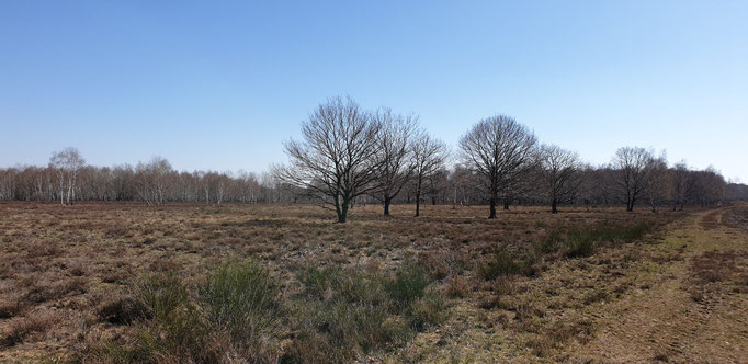 Drover Heide im März