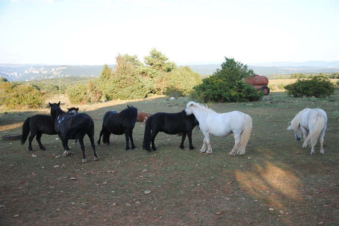 Les poneys