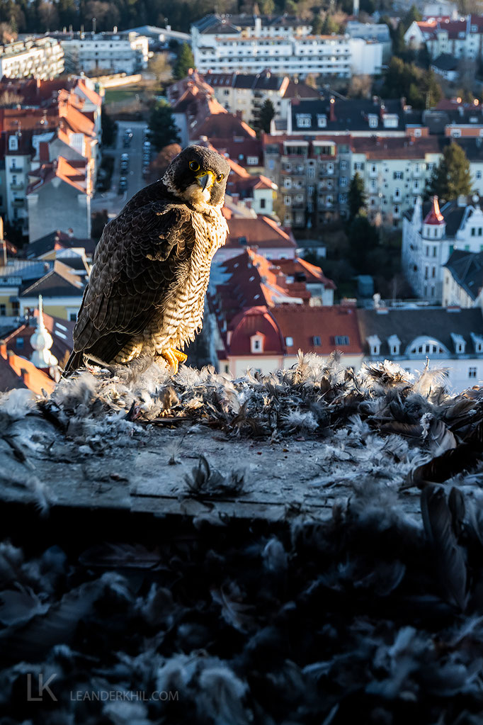 Wanderfalke in Graz