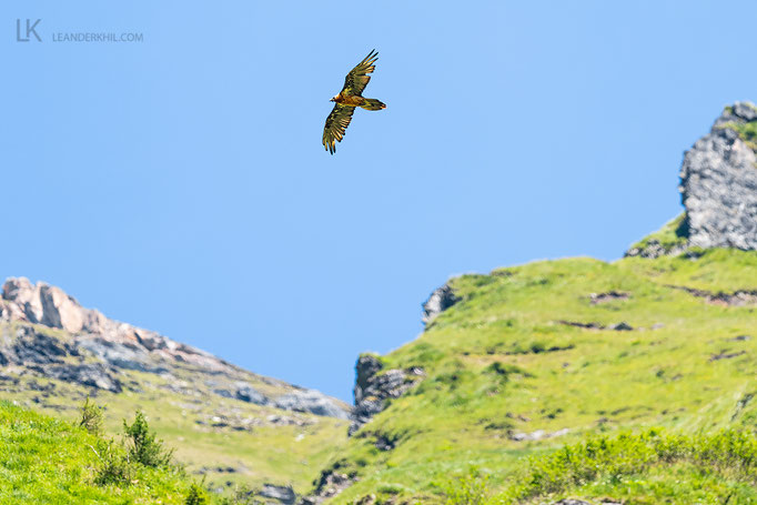 Bartgeier / Bearded Vulture