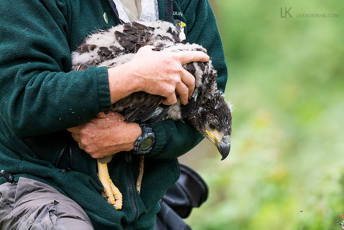 Seeadler-Beringung / Ringing a White-tailed Eagle