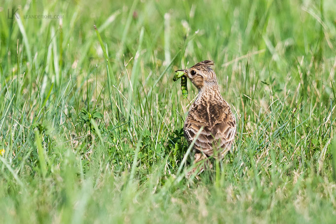 Feldlerche / Eurasian Skylark