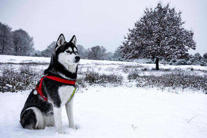 Husky im Schnee Wacholderhein Haselünne