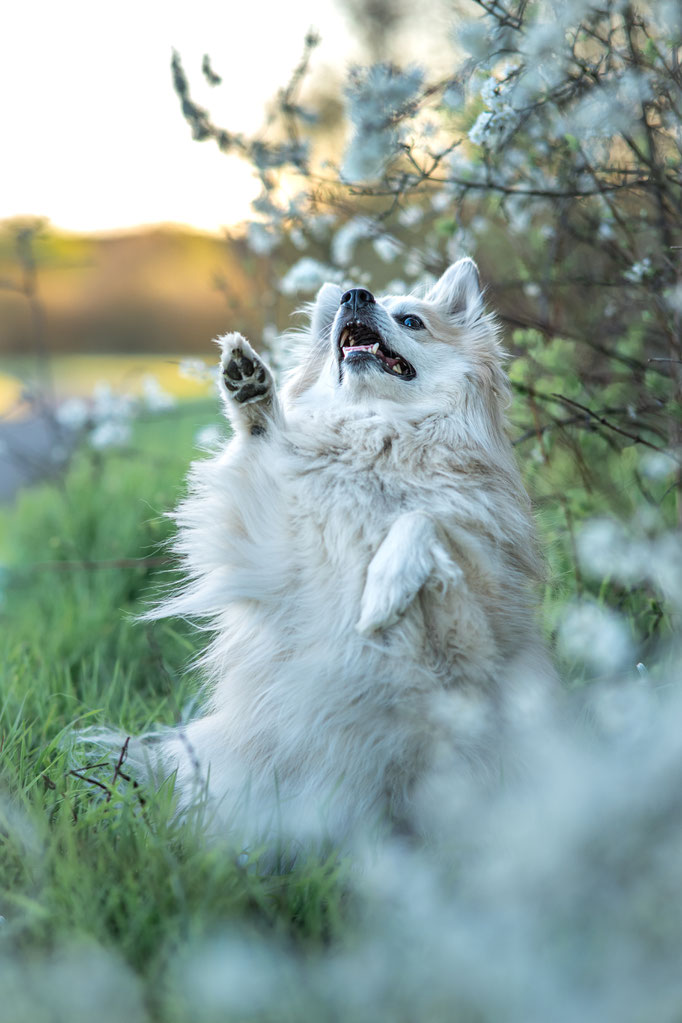 wurmigefotos - Rabea Jochheim - Hundefotografie - Blütenshooting - Wurm