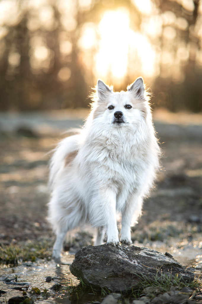 wurmigefotos - Rabea Jochheim - Hundefotografie - Pferdefotografie