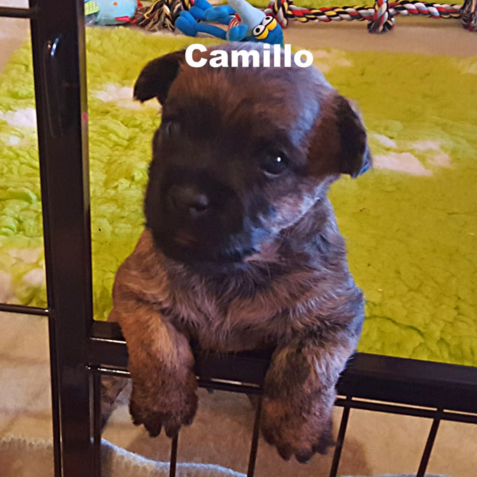 Camillo