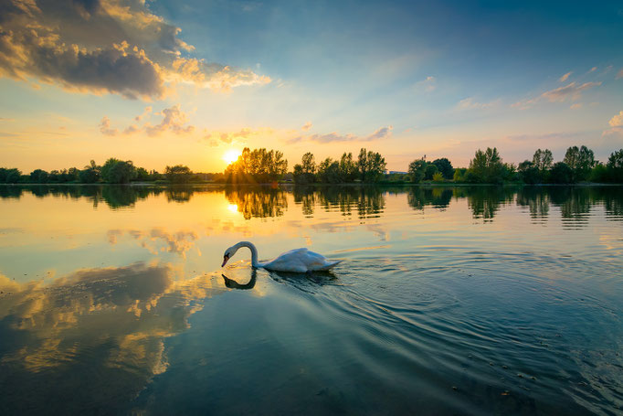 Schwan auf dem Kanal Rennbahn-Passendorfer-Wiesen im Sonnenuntergang