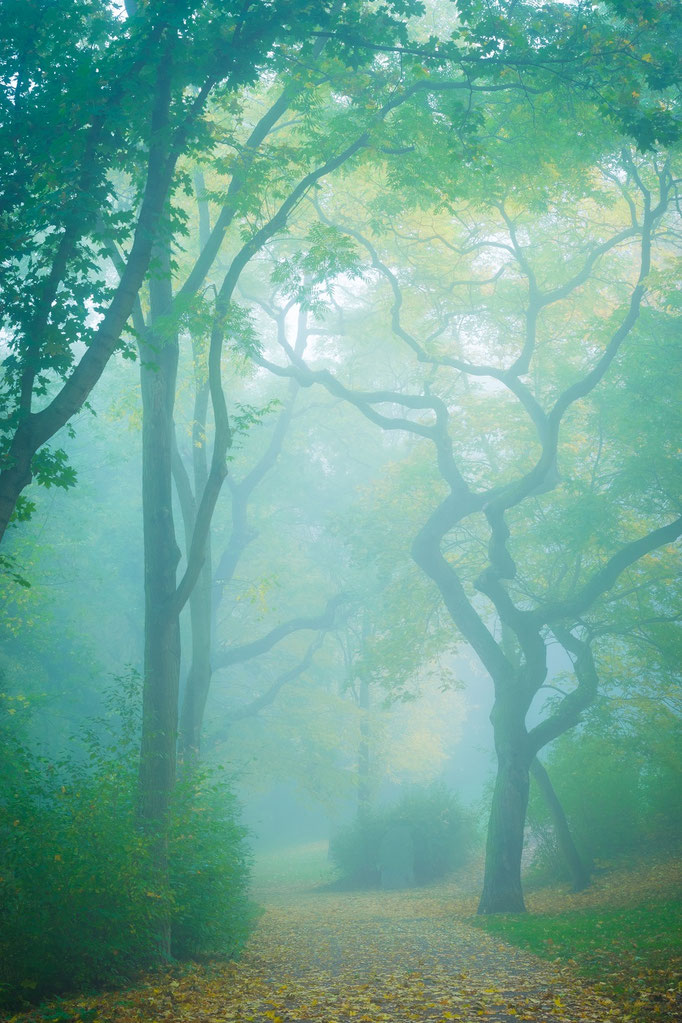 Reichardts Garten im Nebel