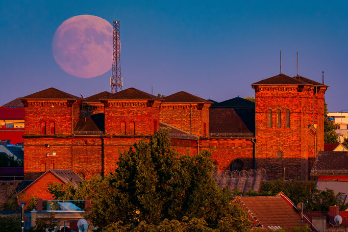 Roter Ochse und Vollmond