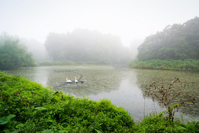 Schwäne auf dem Ringteich Pulverweiden im Nebel