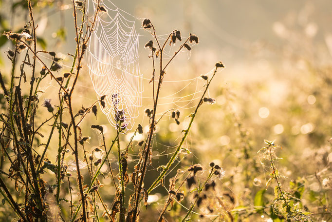 Altweibersommer in der Saaleaue