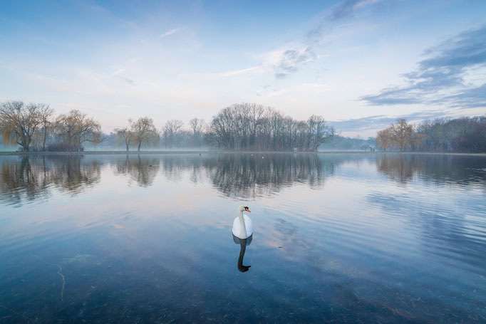 Schwan auf der Fontäne im Winter