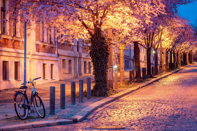 Kirschblüte in der Parkstraße am Abend