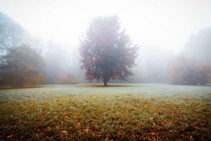 Baum im Gimritzer Park im Nebel
