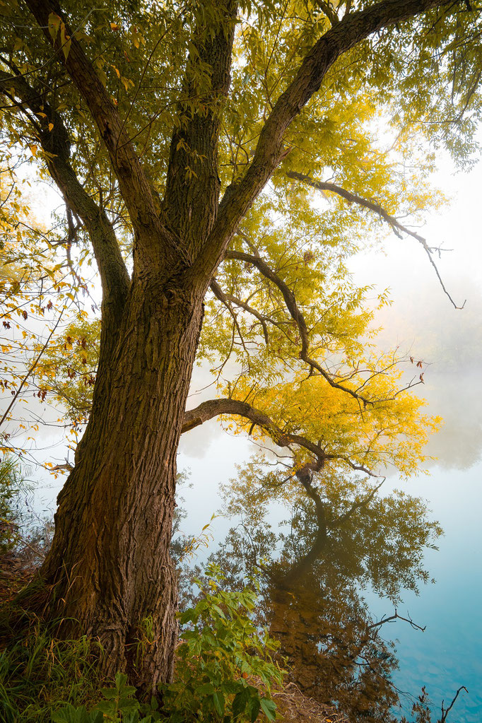 Baum an der Saale am Pfingstanger im Herbst