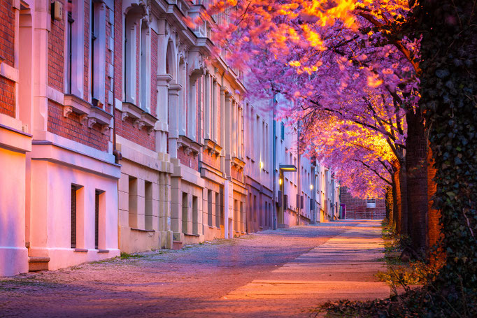 Kirschblüte in der Parkstraße im Charlottenviertel