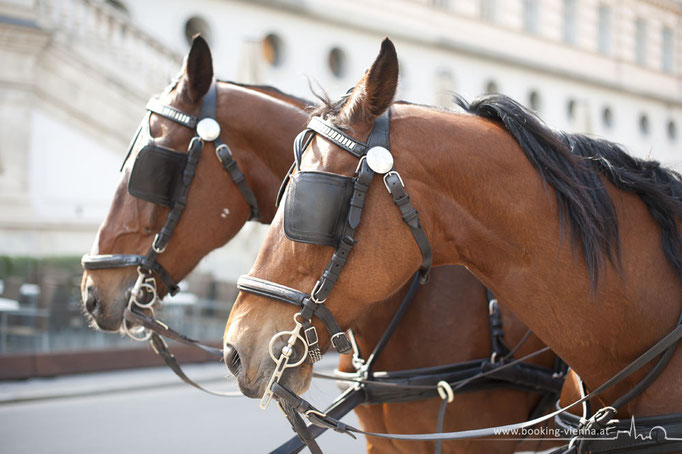 Fiaker Liebhaber, booking Vienna, günstige Hotels Wien, Hotel Wien im Zentrum buchen