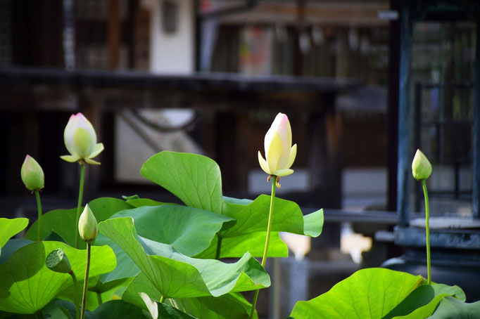 邑久町の餘慶寺さんです。蓮のお花です。