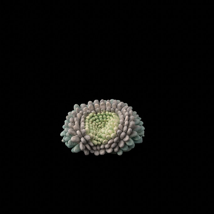 Stellaria holostea
