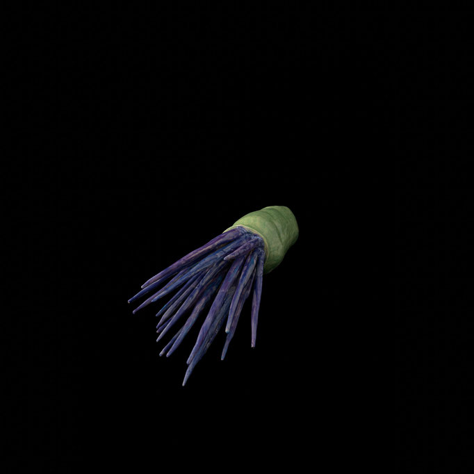 Centaurea cyanos