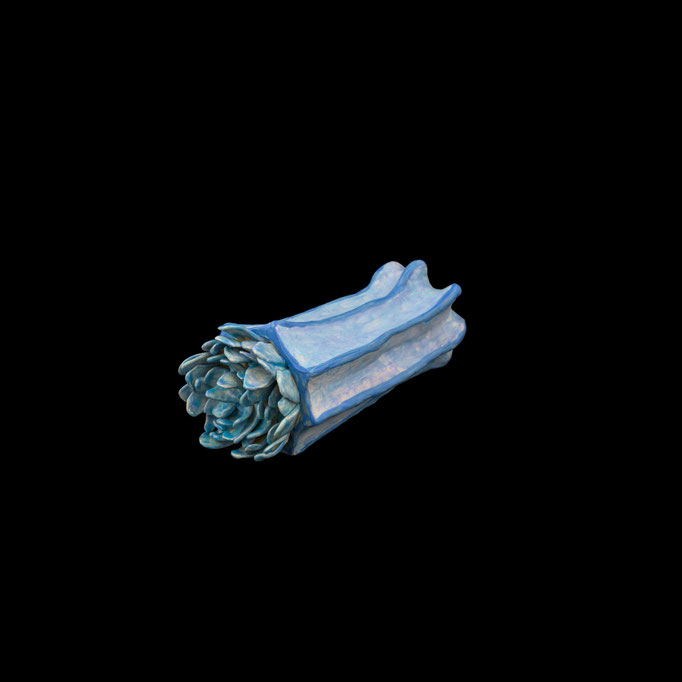Cichorium intybus