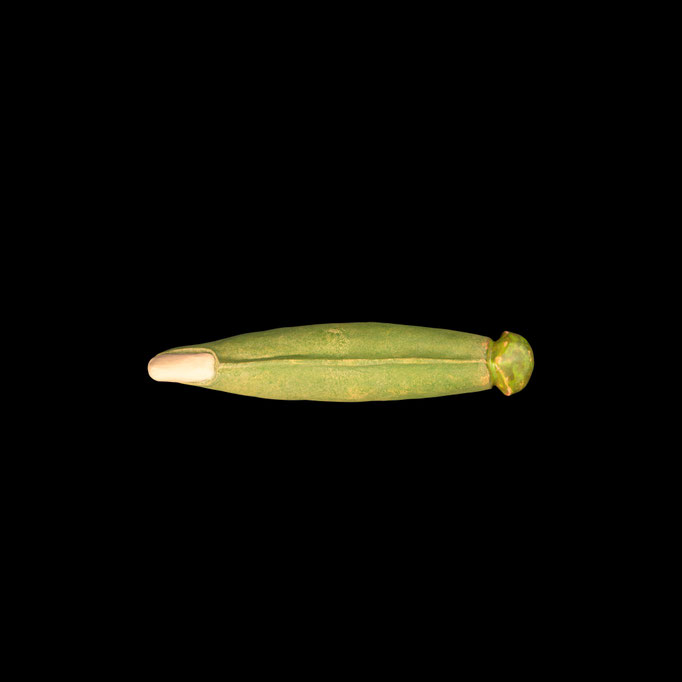 Elymus repens