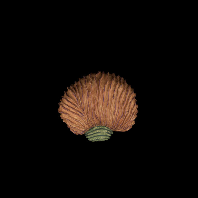 Lavatera trimestris