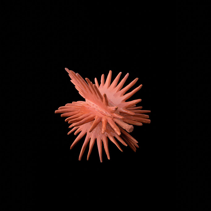 Daucus carota