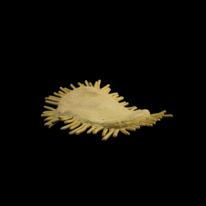 Nyphoides peltata