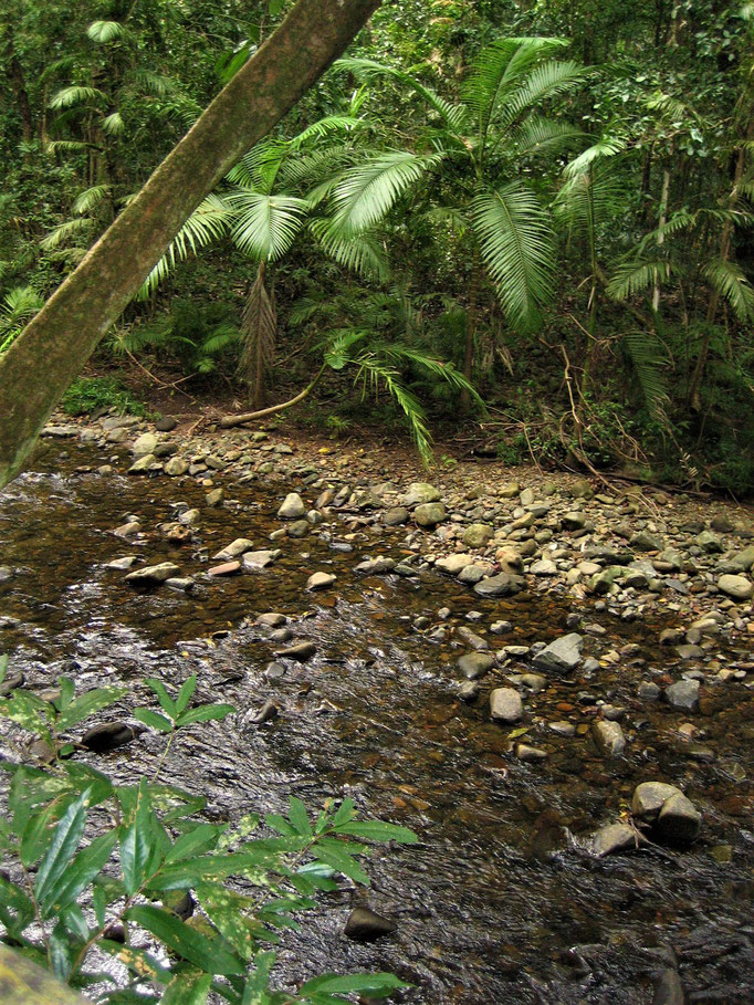 rainforest creek