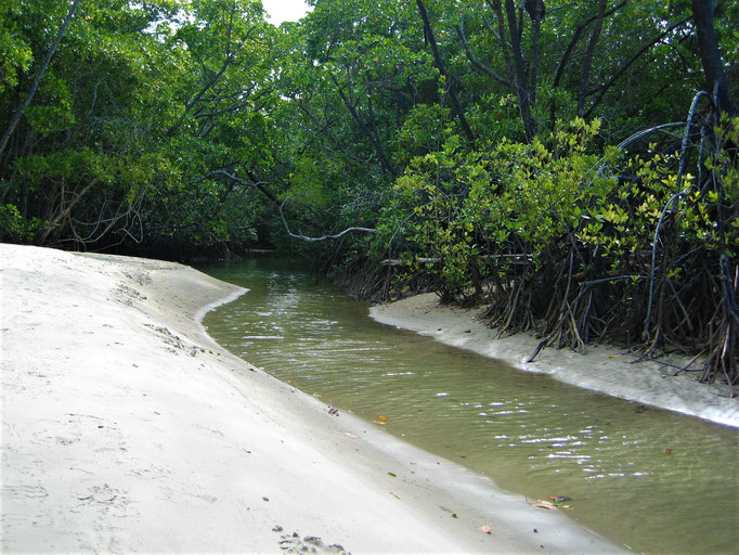 mangrove creek