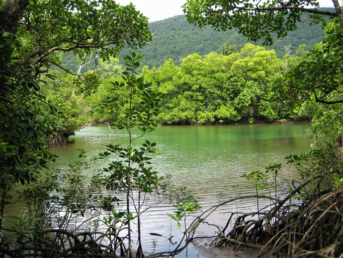 mangroves and forest