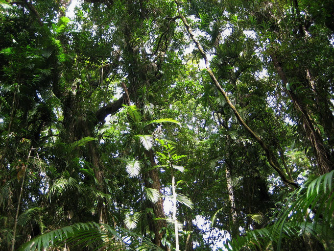 forest canopy