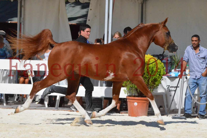 Concours National de Nîmes de chevaux ARABES 2014 - Notre Sélection - VALMYSTIC DE LA ROTJA - 05