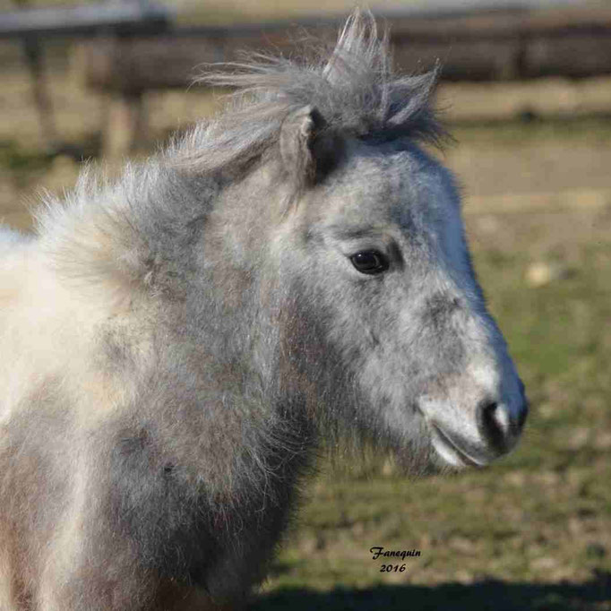 Elevage EL MAGLEP - Groupe de poneys - En Liberté - 20