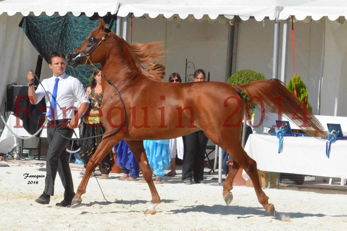 Concours National de Nîmes de chevaux ARABES 2014 - Notre Sélection - PRIAM DE DJOON - 03