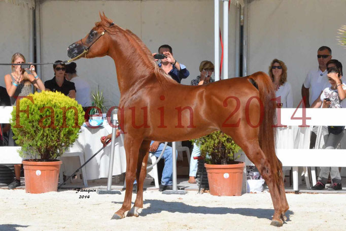 Concours National de Nîmes de chevaux ARABES 2014 - Notre Sélection - PRIAM DE DJOON - 26