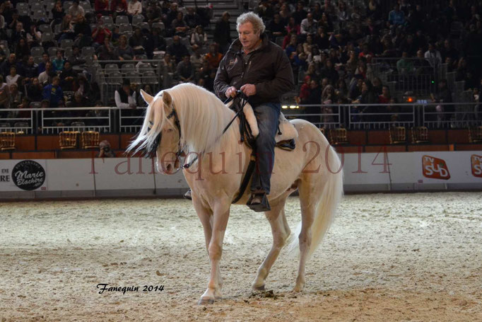 Chevaux de race CREME 14