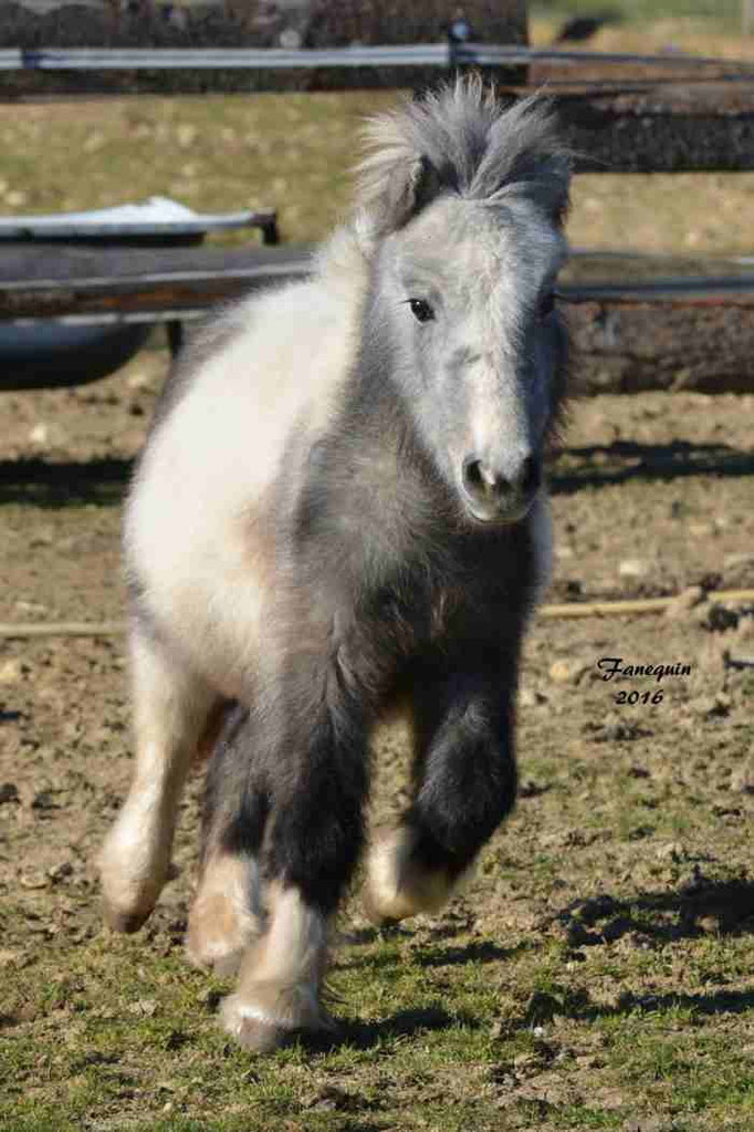 Elevage el MAGLEP - Groupe de Poneys