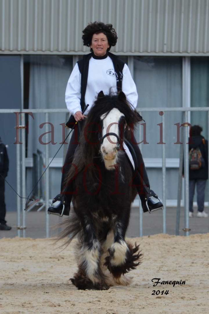 IRISH COB Monté 03