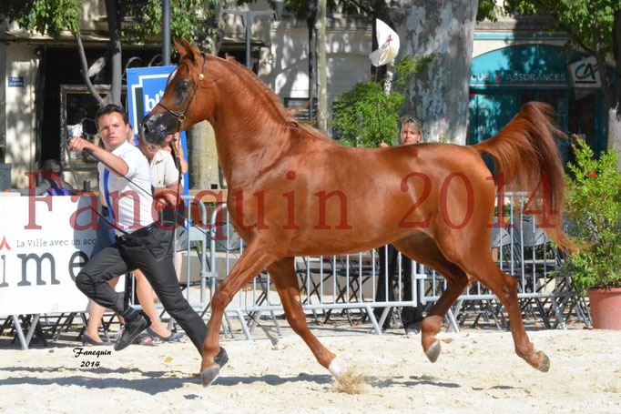 Concours National de Nîmes de chevaux ARABES 2014 - Notre Sélection - PRIAM DE DJOON - 18