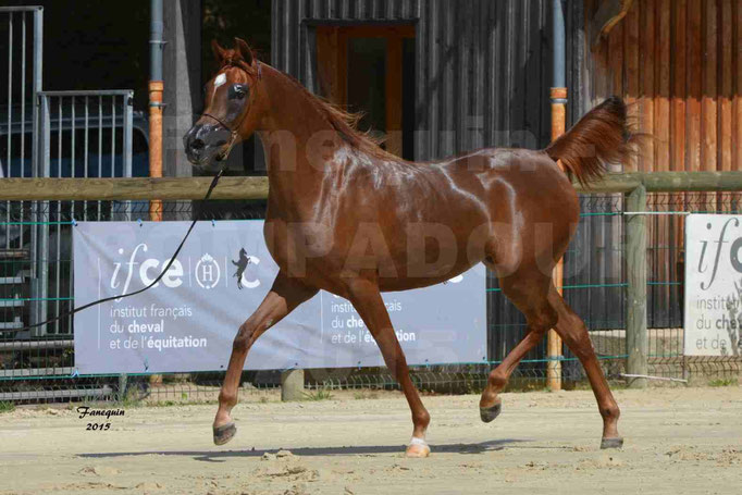 Championnat de FRANCE des chevaux ARABES à Pompadour - PEARL DE DJOON - Notre Sélection - 28