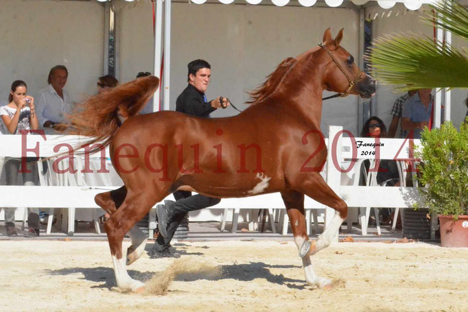 Concours National de Nîmes de chevaux ARABES 2014 - Notre Sélection - VALMYSTIC DE LA ROTJA - 03