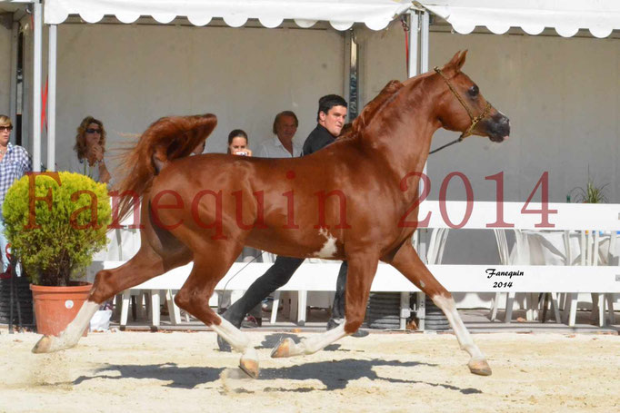 Concours National de Nîmes de chevaux ARABES 2014 - Notre Sélection - VALMYSTIC DE LA ROTJA - 02