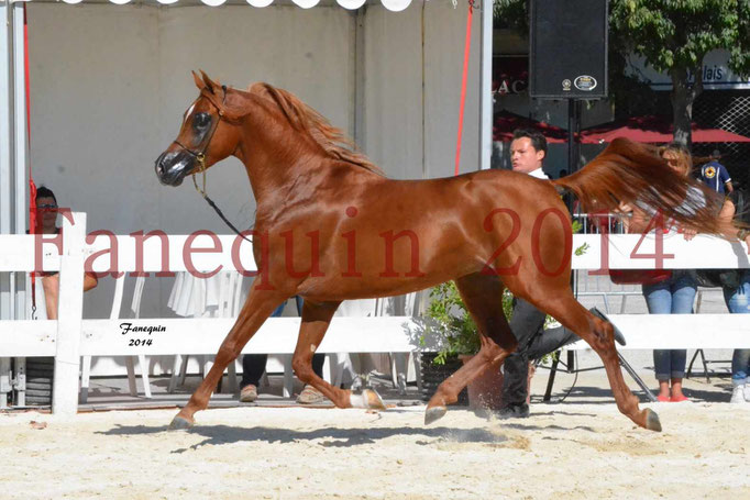 Concours National de Nîmes de chevaux ARABES 2014 - Notre Sélection - PRIAM DE DJOON - 23