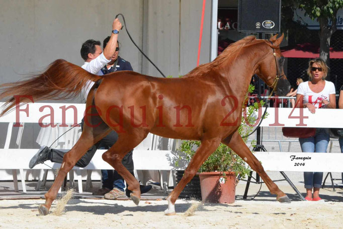 Concours National de Nîmes de chevaux ARABES 2014 - Notre Sélection - PRIAM DE DJOON - 16