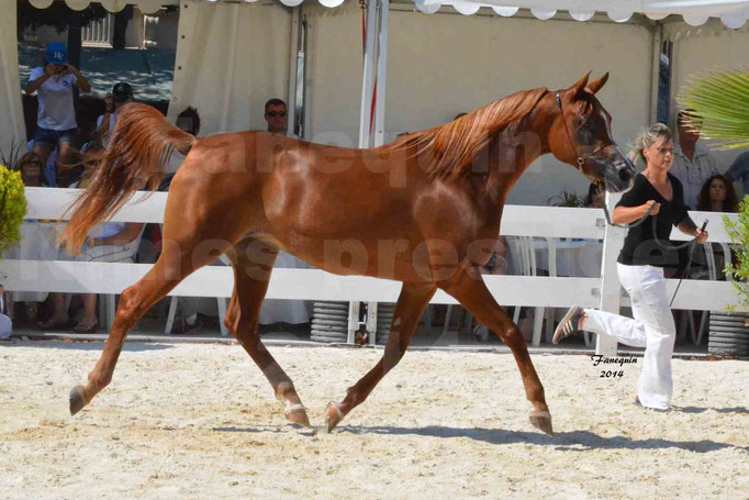 Concours national de Nîmes - MYSS SASKIA - Notre Sélection - 01