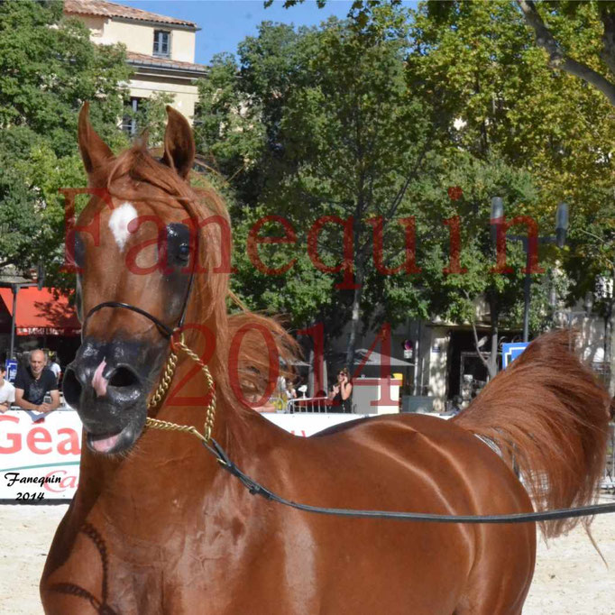 Concours National de Nîmes de chevaux ARABES 2014 - Notre Sélection - Portraits - PRIAM DE DJOON - 05