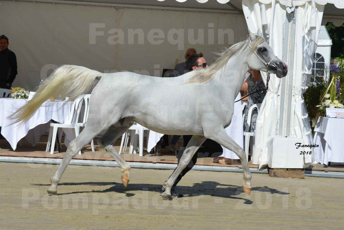 Championnat de FRANCE de Chevaux Arabes à Pompadour les 18 & 19 Août 2018 - 1