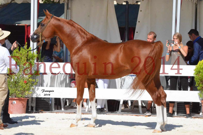 Concours National de Nîmes de chevaux ARABES 2014 - Notre Sélection - VALMYSTIC DE LA ROTJA - 14